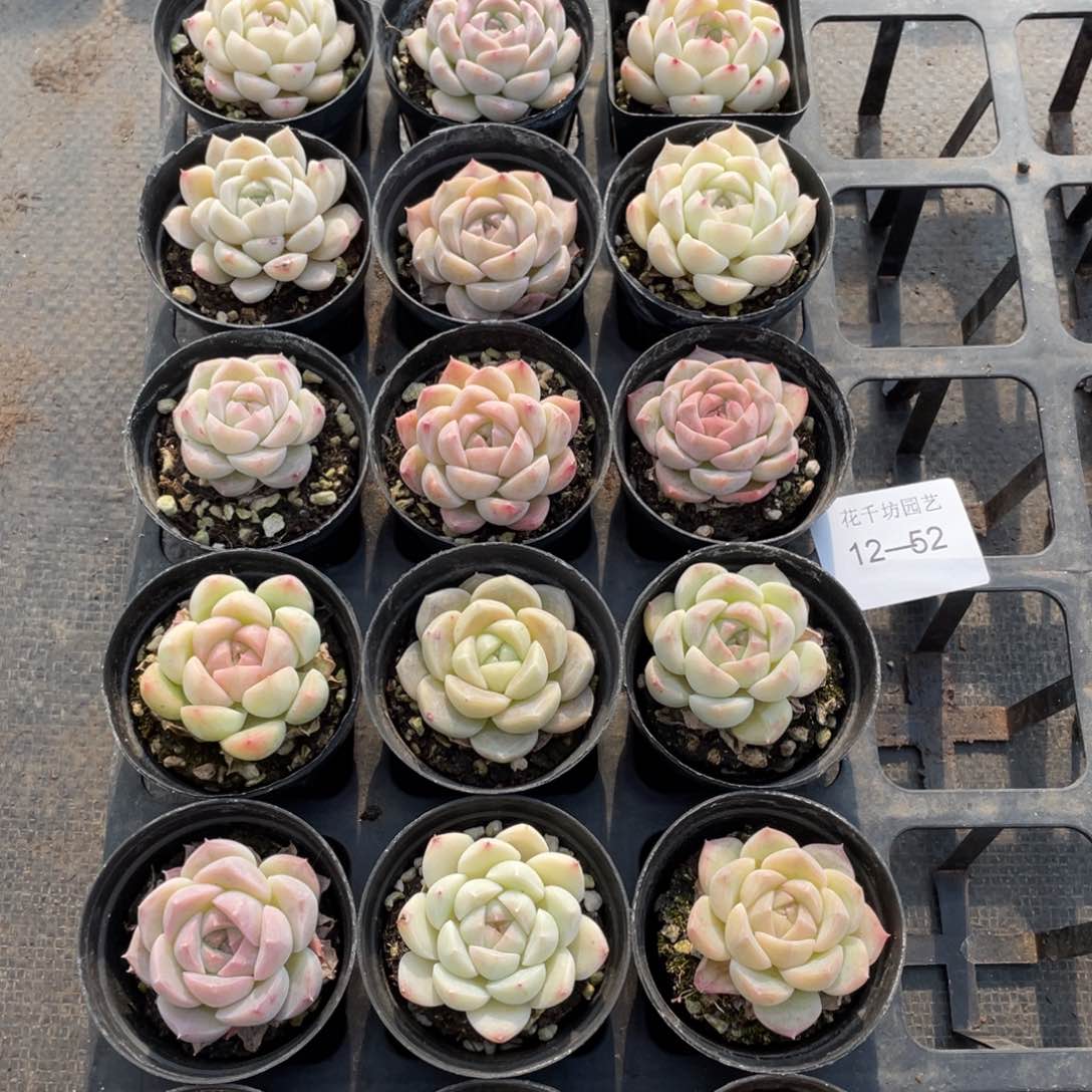 一物一拍18颗12-52