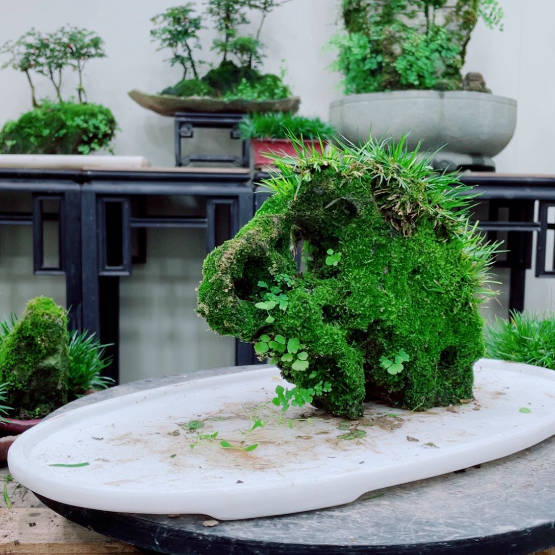 无铅玻璃M*铁线蕨的一个品种叫金