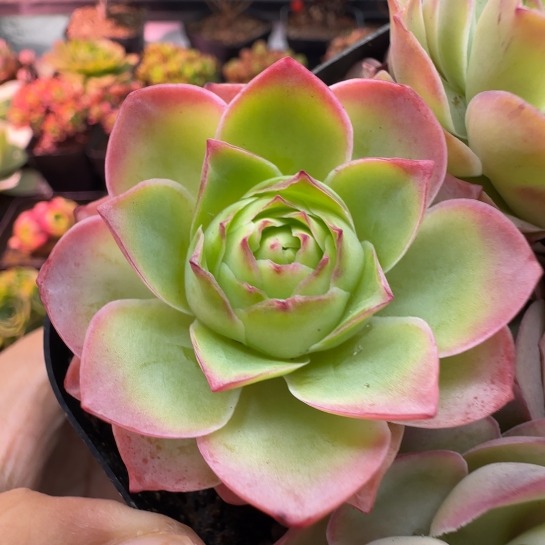 L634半城玫瑰金陵不含盆土单头