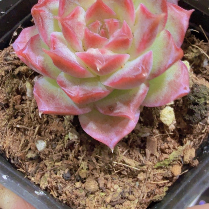红天鹅一颗新品福利