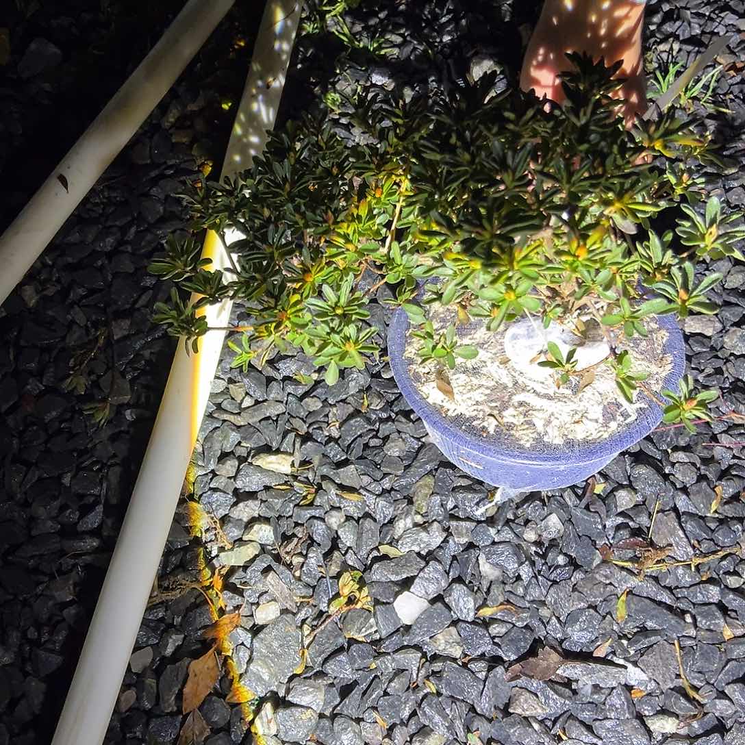 水***兵无花朵盆景皋月杜鹃8666