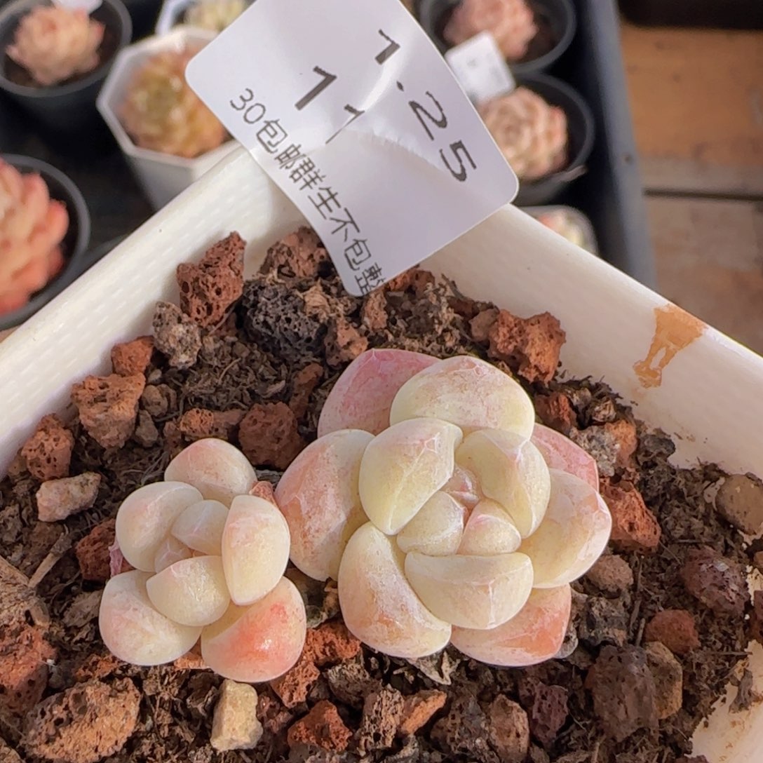 白体糖心冰玉一颗脱土