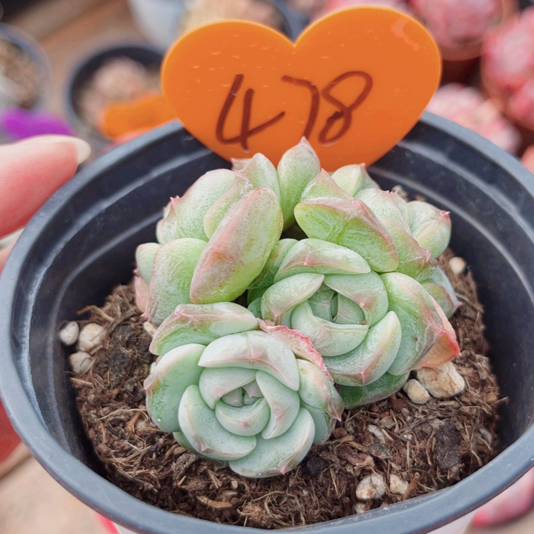 478号小老桩珍妮群