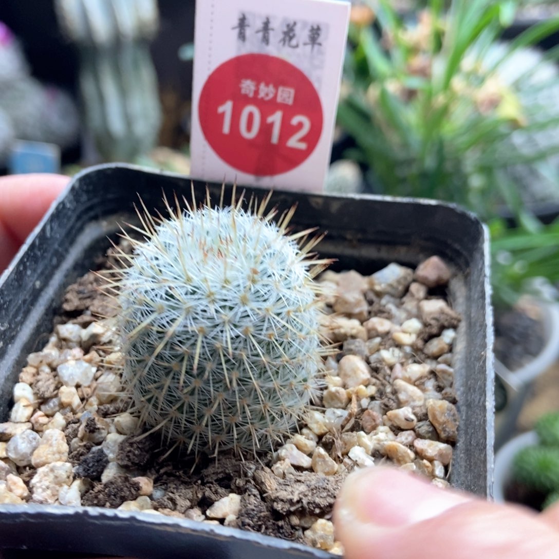 实生欧输入长刺梦黄金2.7cm