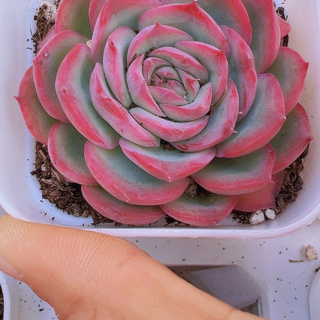 侧影19包邮多肉植物