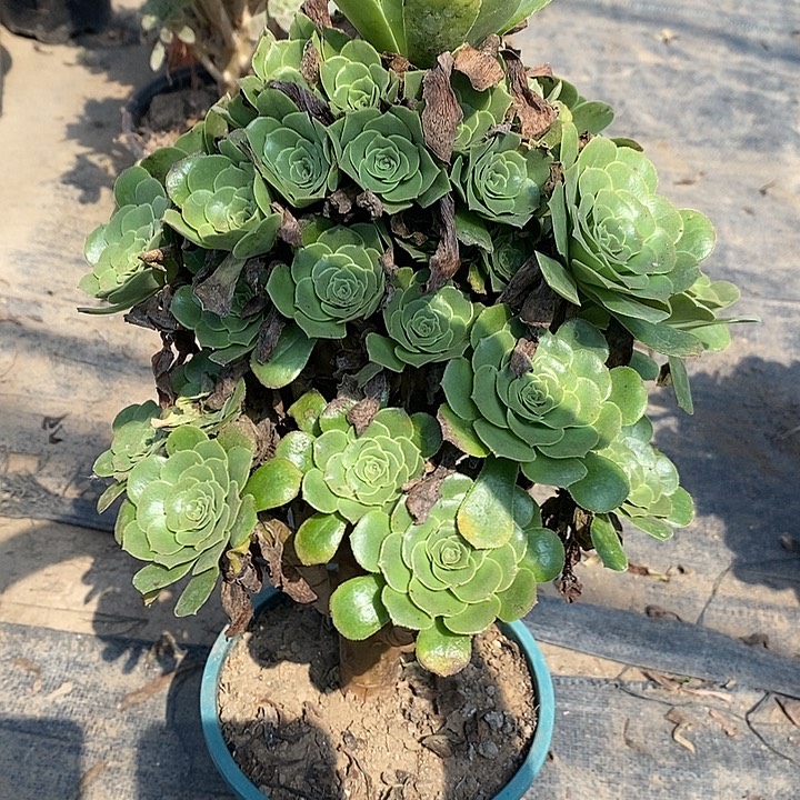 绿羊绒17多肉植物法师法师法师