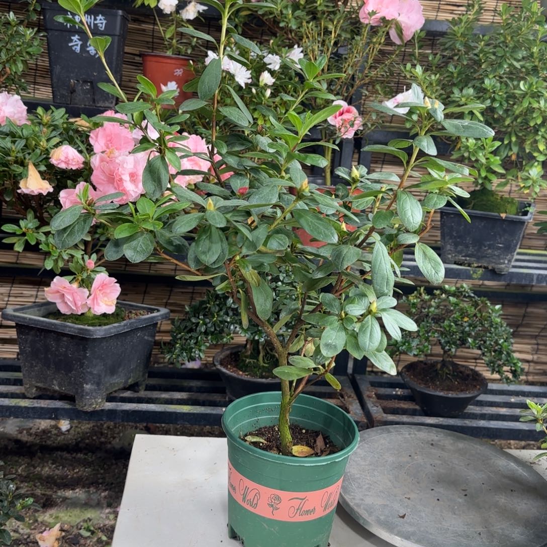 蜜***7完全开放绯碧朱砂杜鹃花