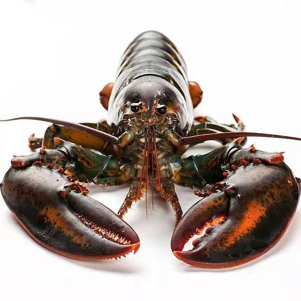 【水不同水产】鲜活波士顿龙虾1kg