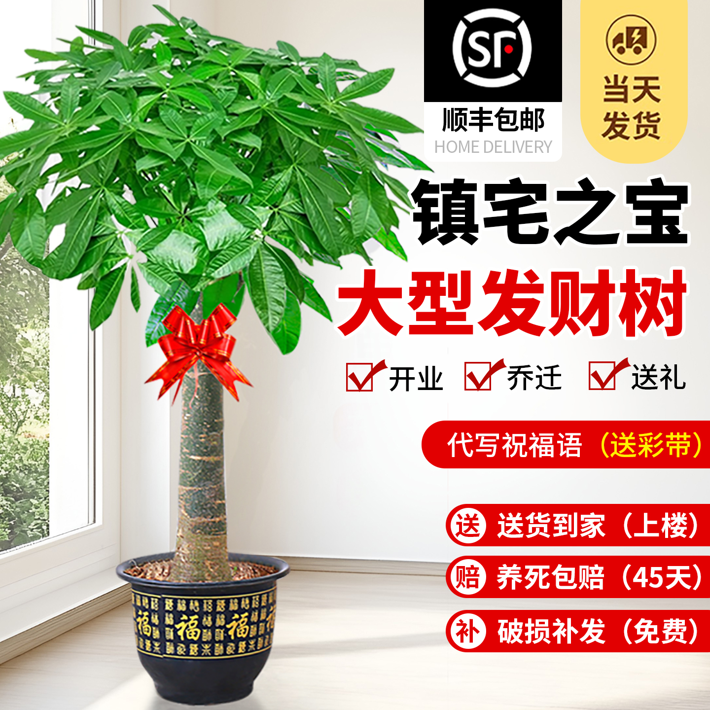 【顺丰包邮】高度1.5-1.6米单杆发财树乔迁送人礼开业场合大型绿植