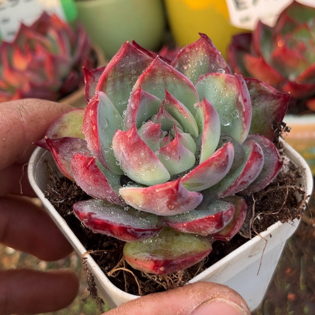 惊鸿一瞥891号多肉