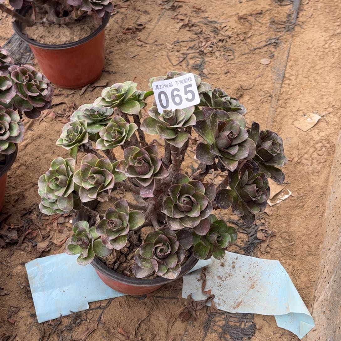 瑕疵魅金玫瑰065不包断枝