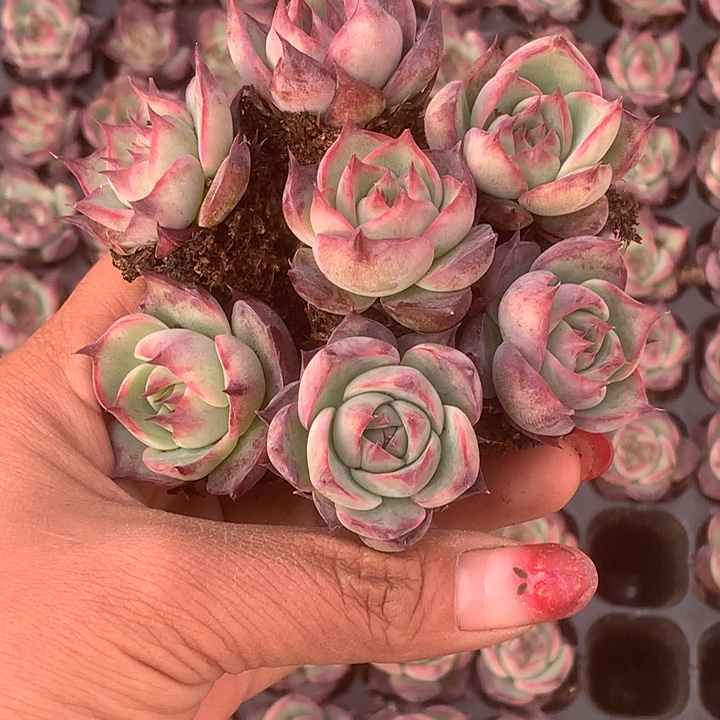 惊鸿7颗。包邮。多肉