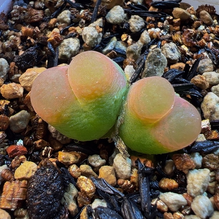 682多肉植物种类多样