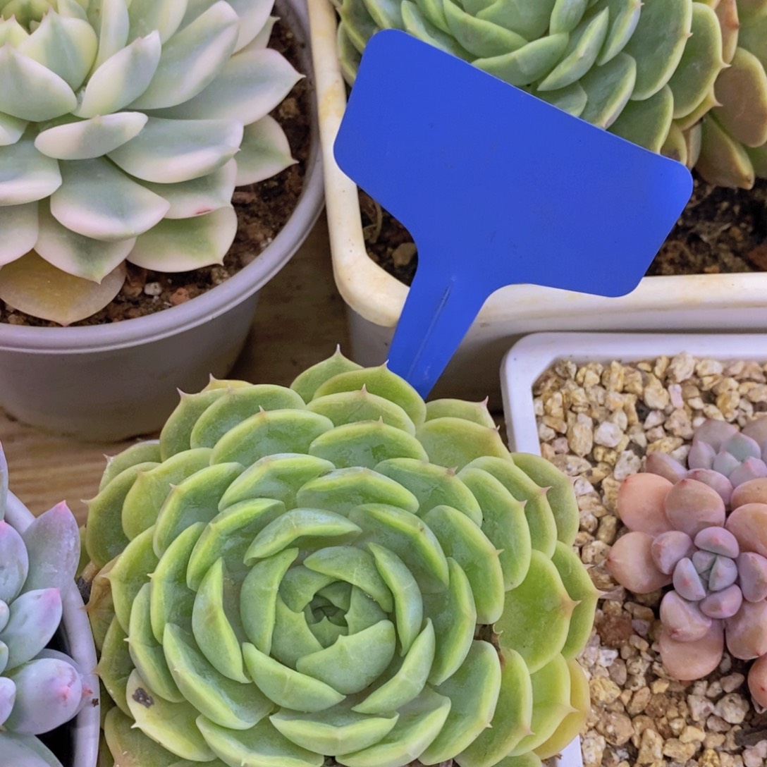 开心多肉，清货最后一场