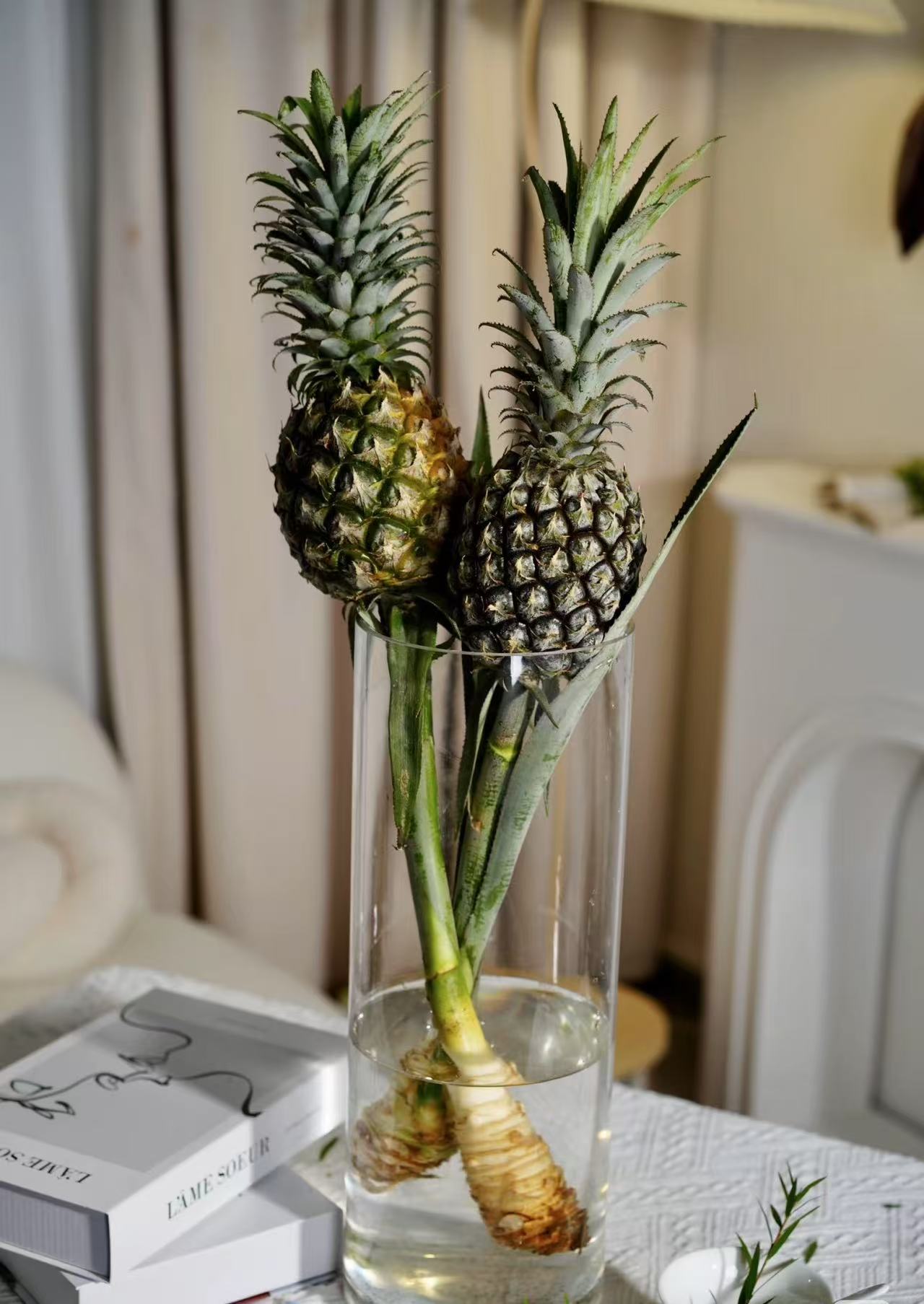 小菠萝（黑凤梨）1支  基地直发花语：喜欢你