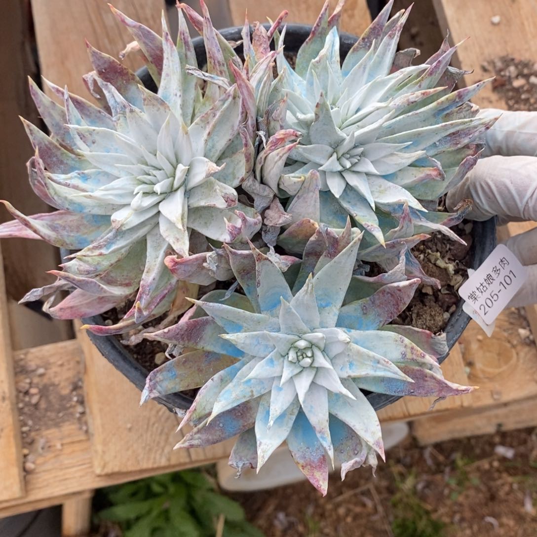 101号牡丹叶群粗腿子