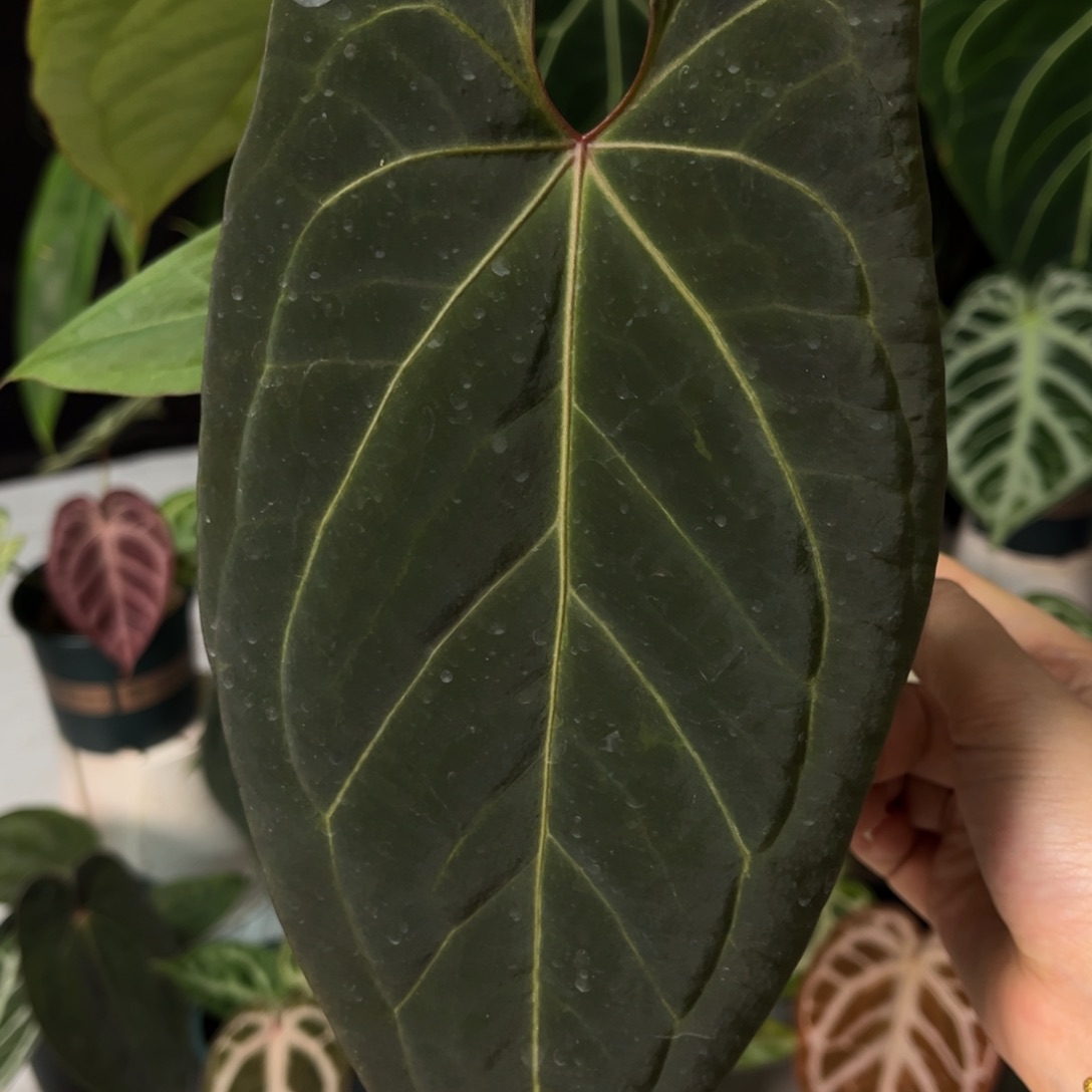 不开花植物黑鸡杂