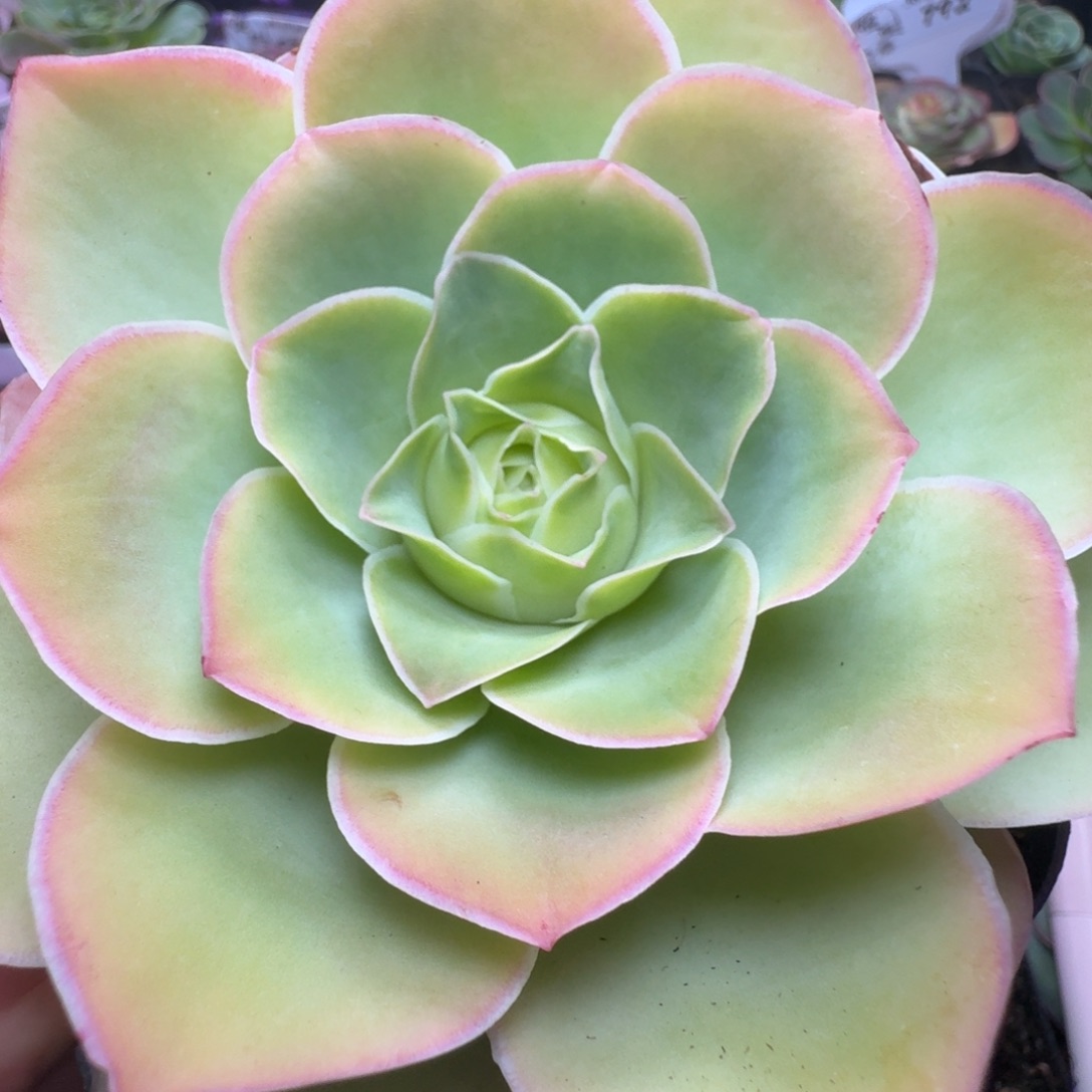 楹楹-24老桩紫苑-冠幅  10cm