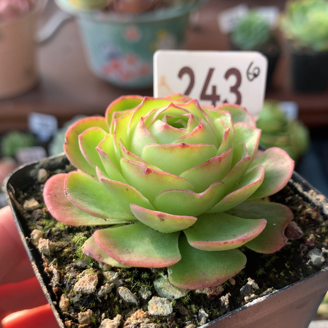 山地玫瑰金毛243