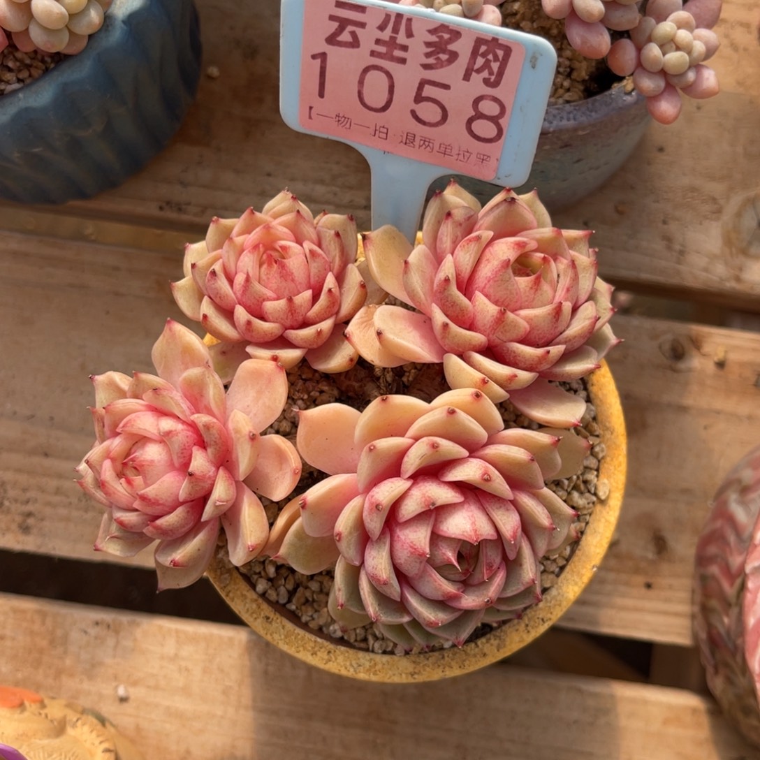 忍***冬云尘多肉一物一拍不含盆1058