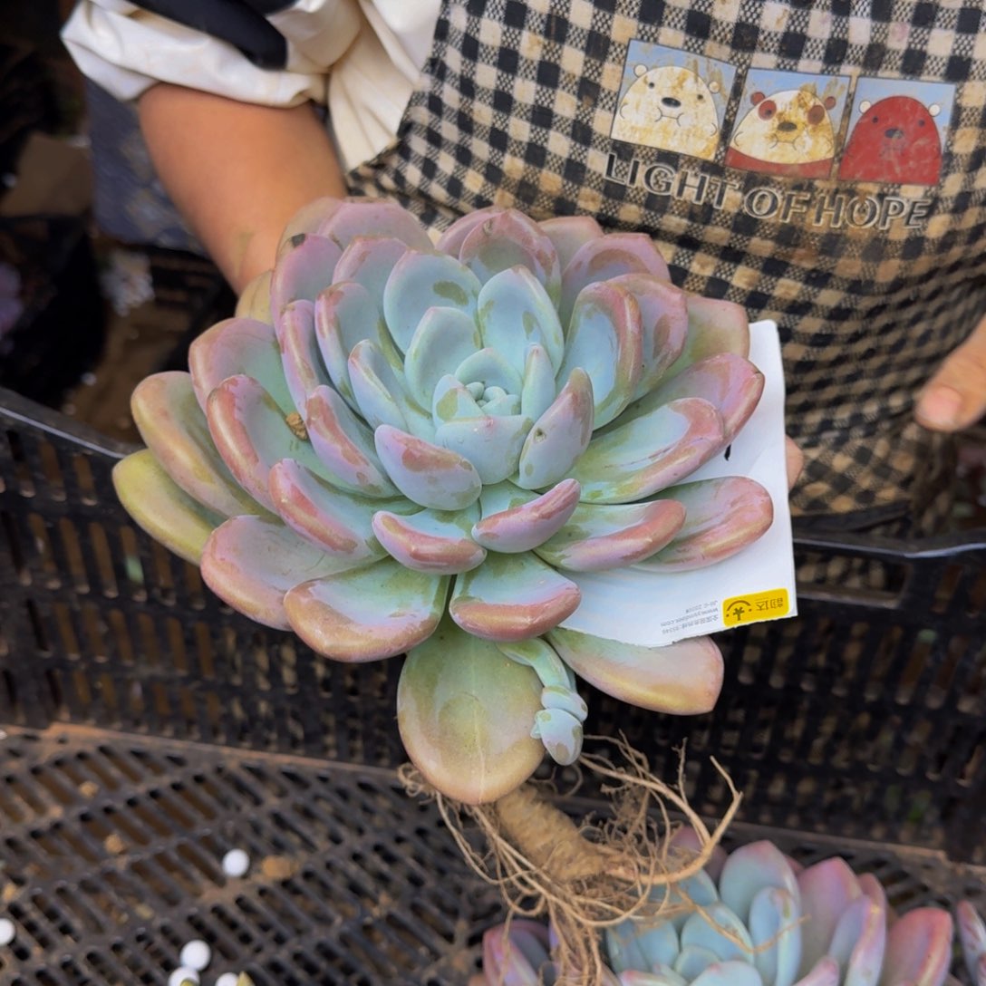 晨***暖奥普 一颗 不包损130号