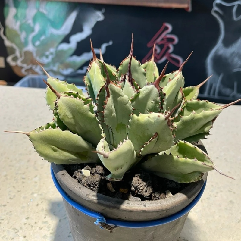 花山-龙舌兰【鲍鱼】室内庭院高端绿植沙漠景观脱土发货