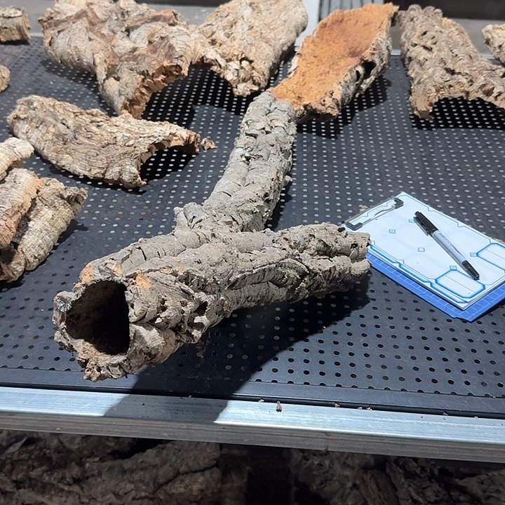 C***.无花朵一物一拍一物一发