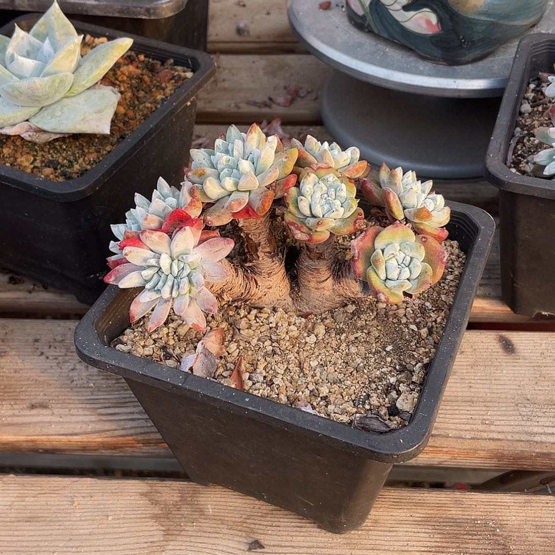 晨溪园艺仙女杯呀