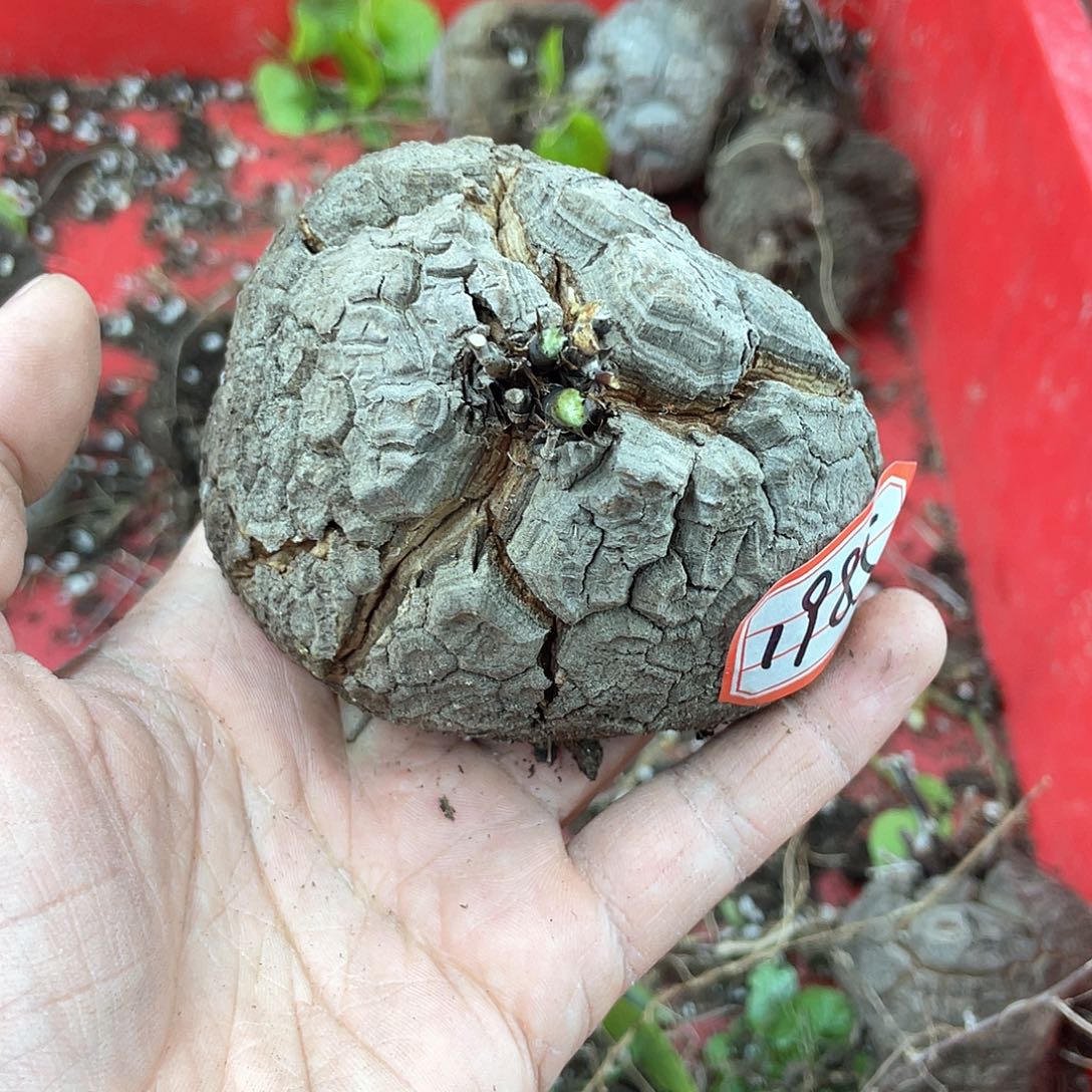 龟甲龙一物一拍1985号8.8cm