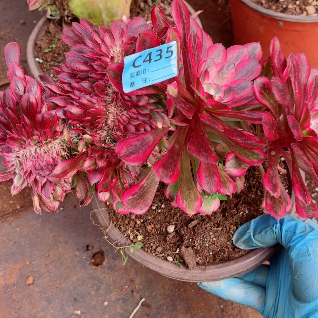 多肉植物435红铜壶