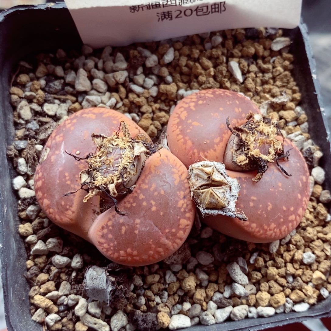 我的小姐姐们都是392