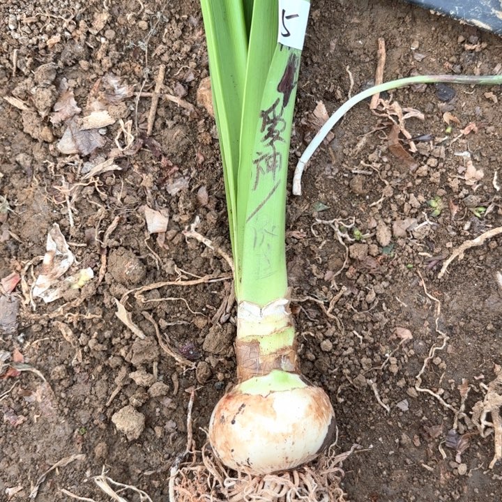 无花朵伊莲娜/爱神