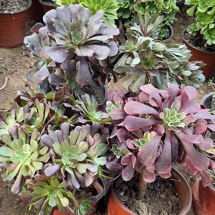 4开玫瑰玫瑰玫瑰玫瑰