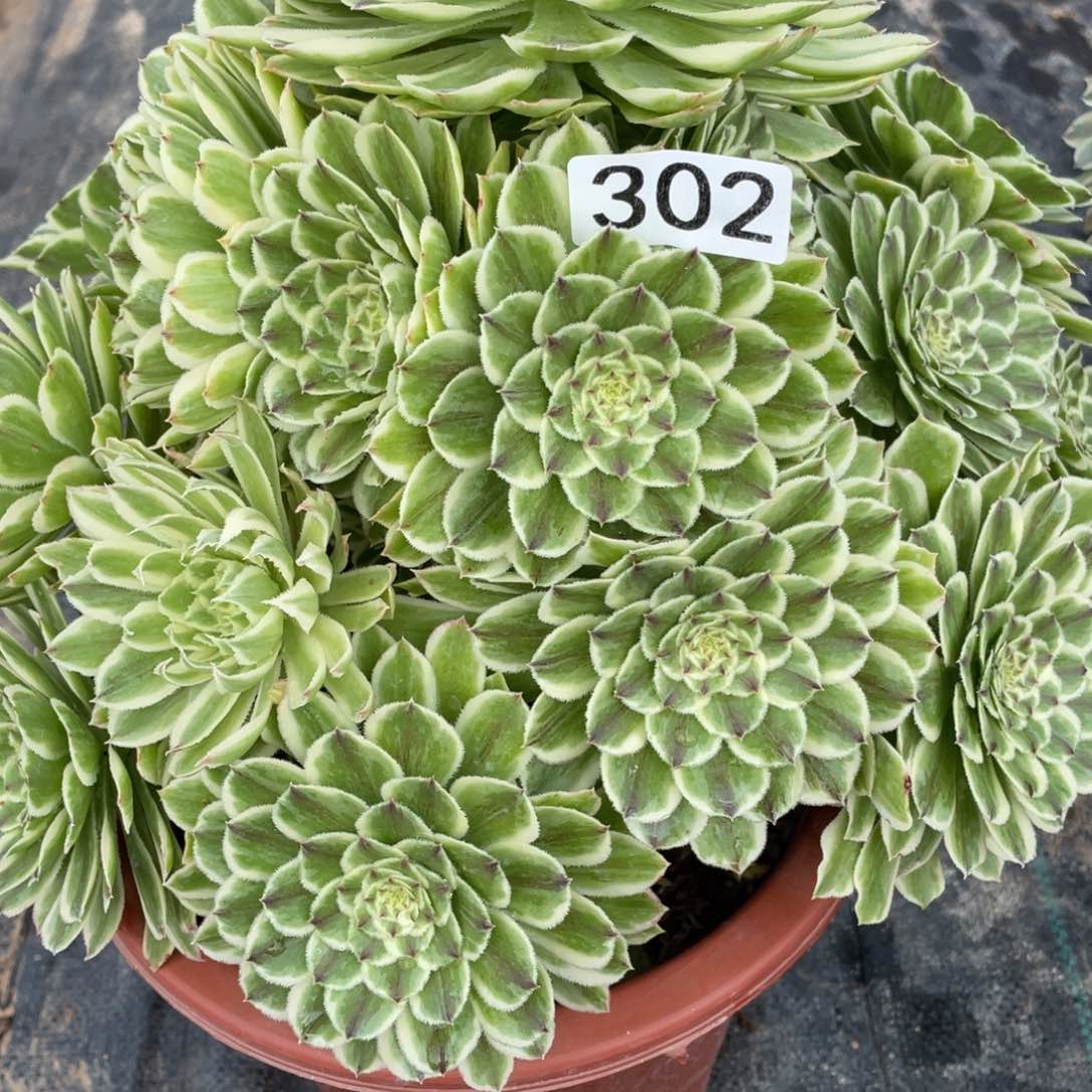 302碧浪11111多肉