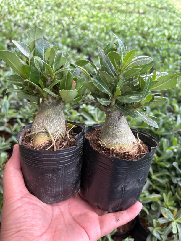 【5年老桩】沙漠之花天宝花，耐旱耐高温