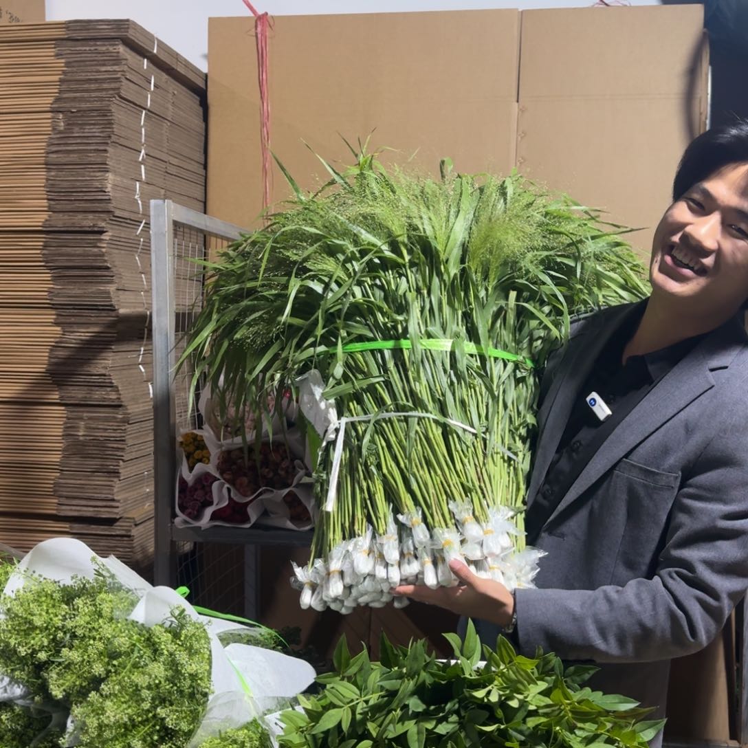 喷泉草10扎。        