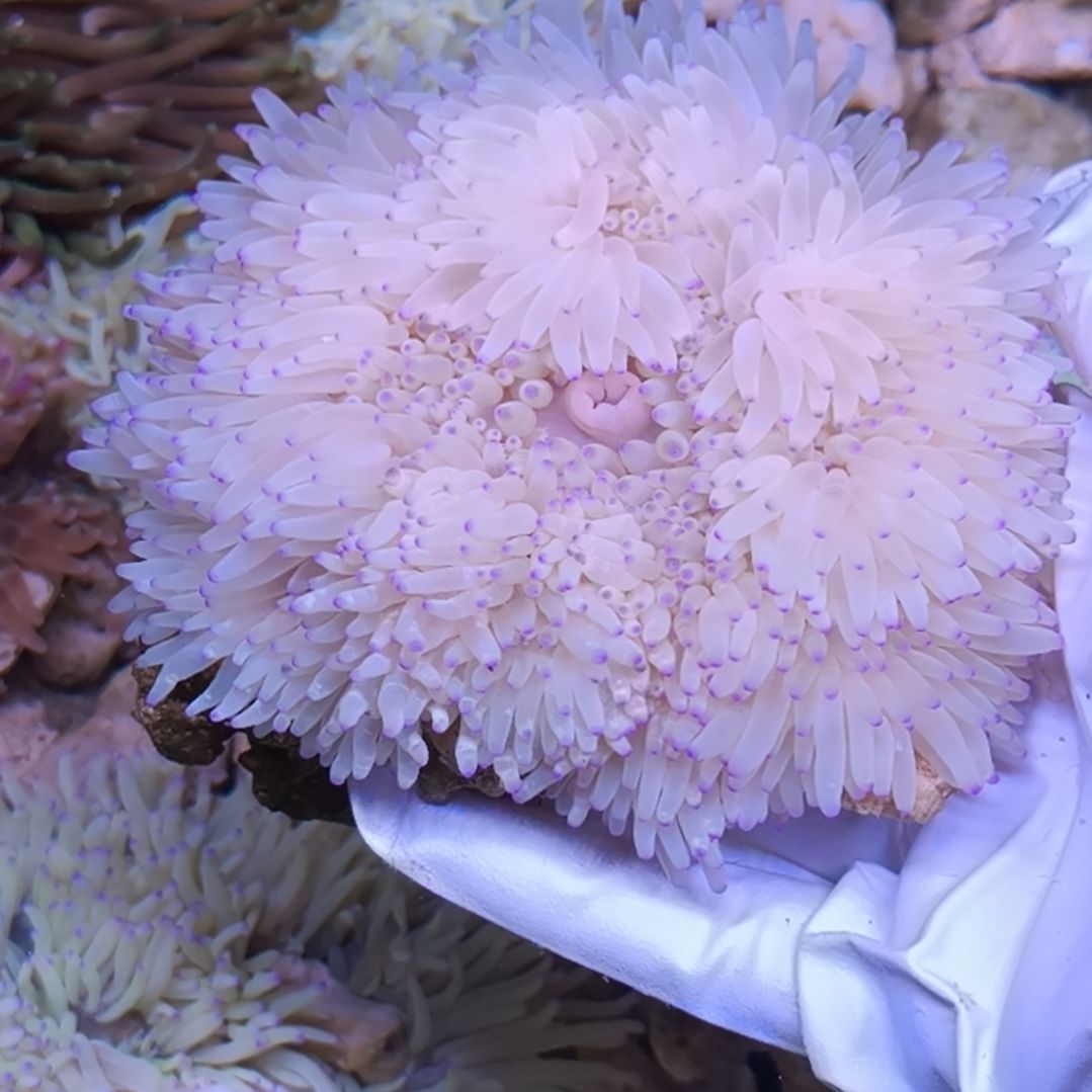 c***3海水鱼35号紫点白葵