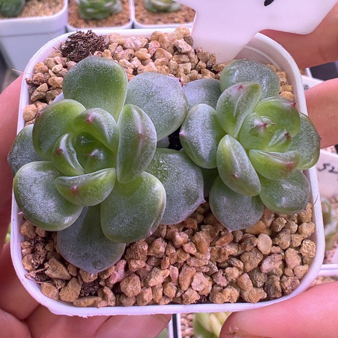 804号甜心3000有叶伤不包整