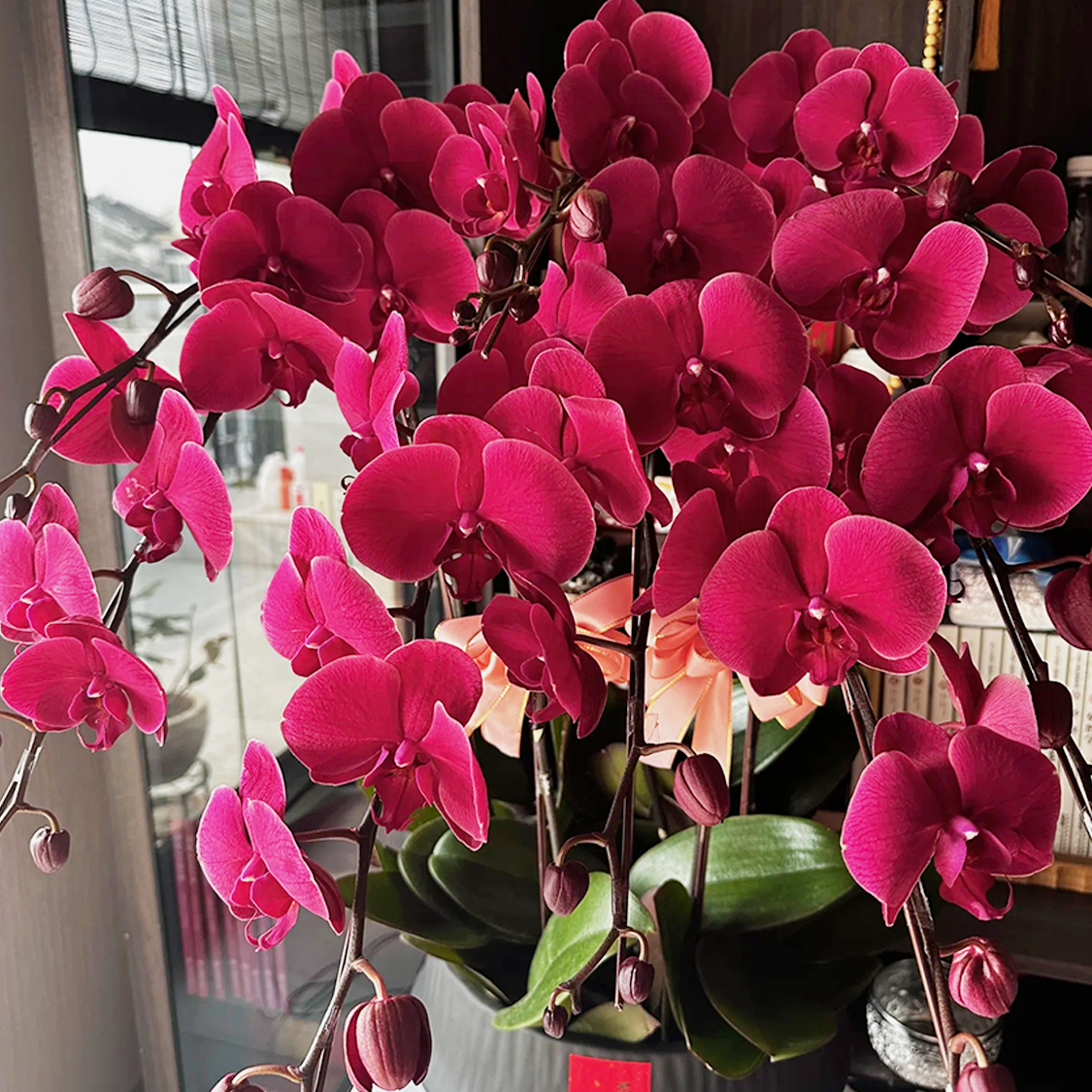 花花喜大王蝴蝶兰洋洋得意3.5寸杯根好苗壮叶子油绿 剪自然梗无花