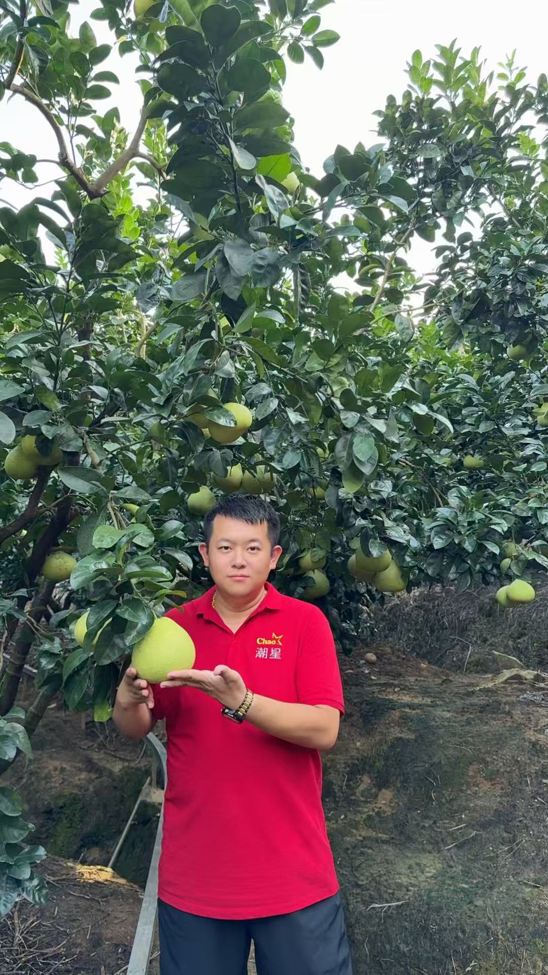 潮星精选莆田四大名果文旦柚