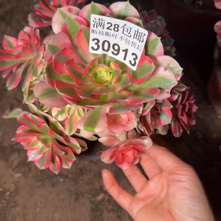 30913女巫不包断枝