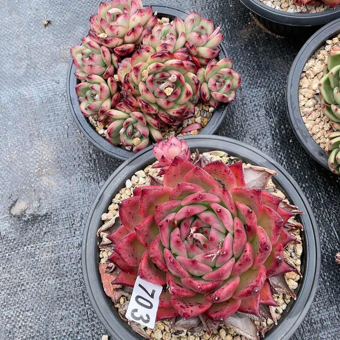 若如东云组拍703