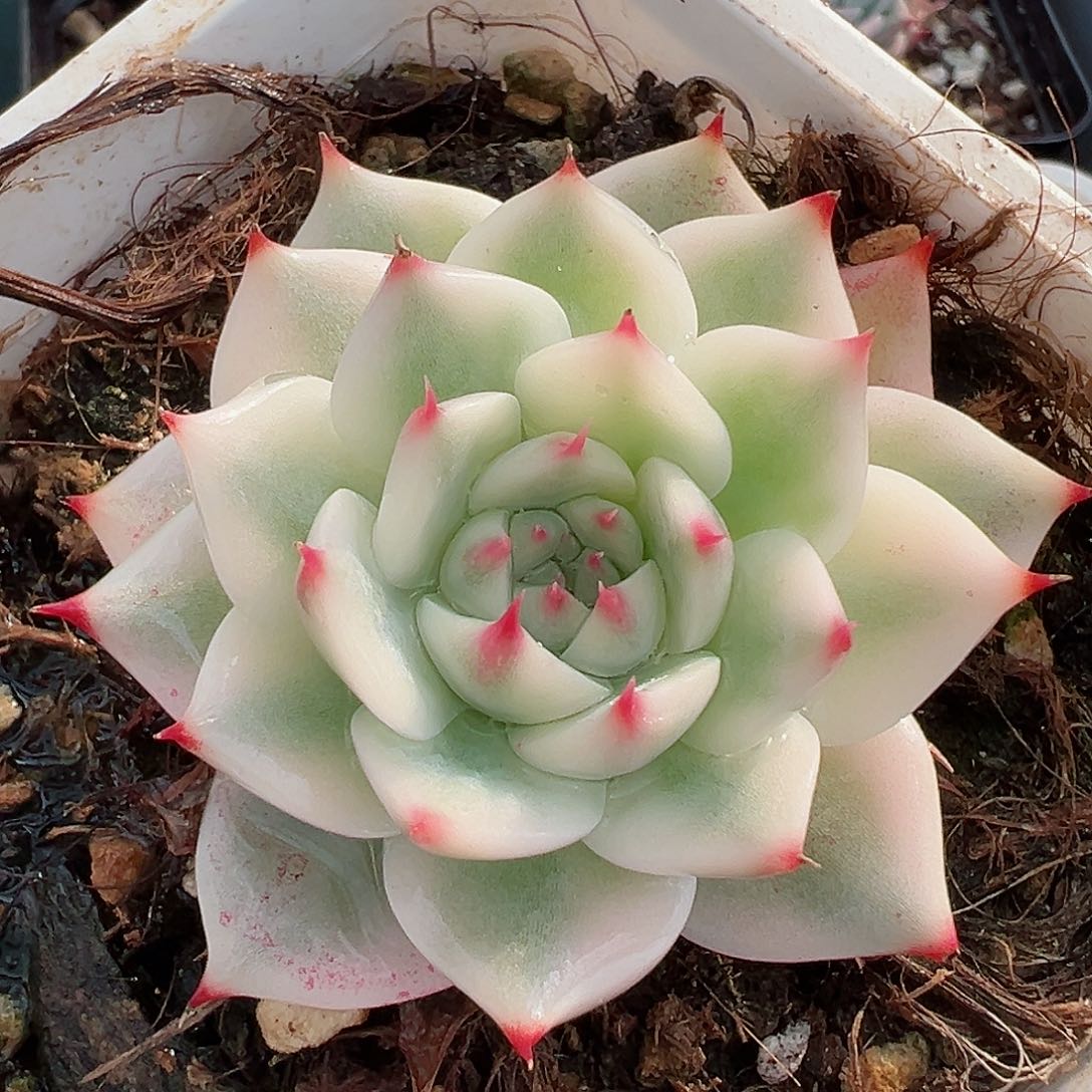 吉娃娃锦，覆轮锦