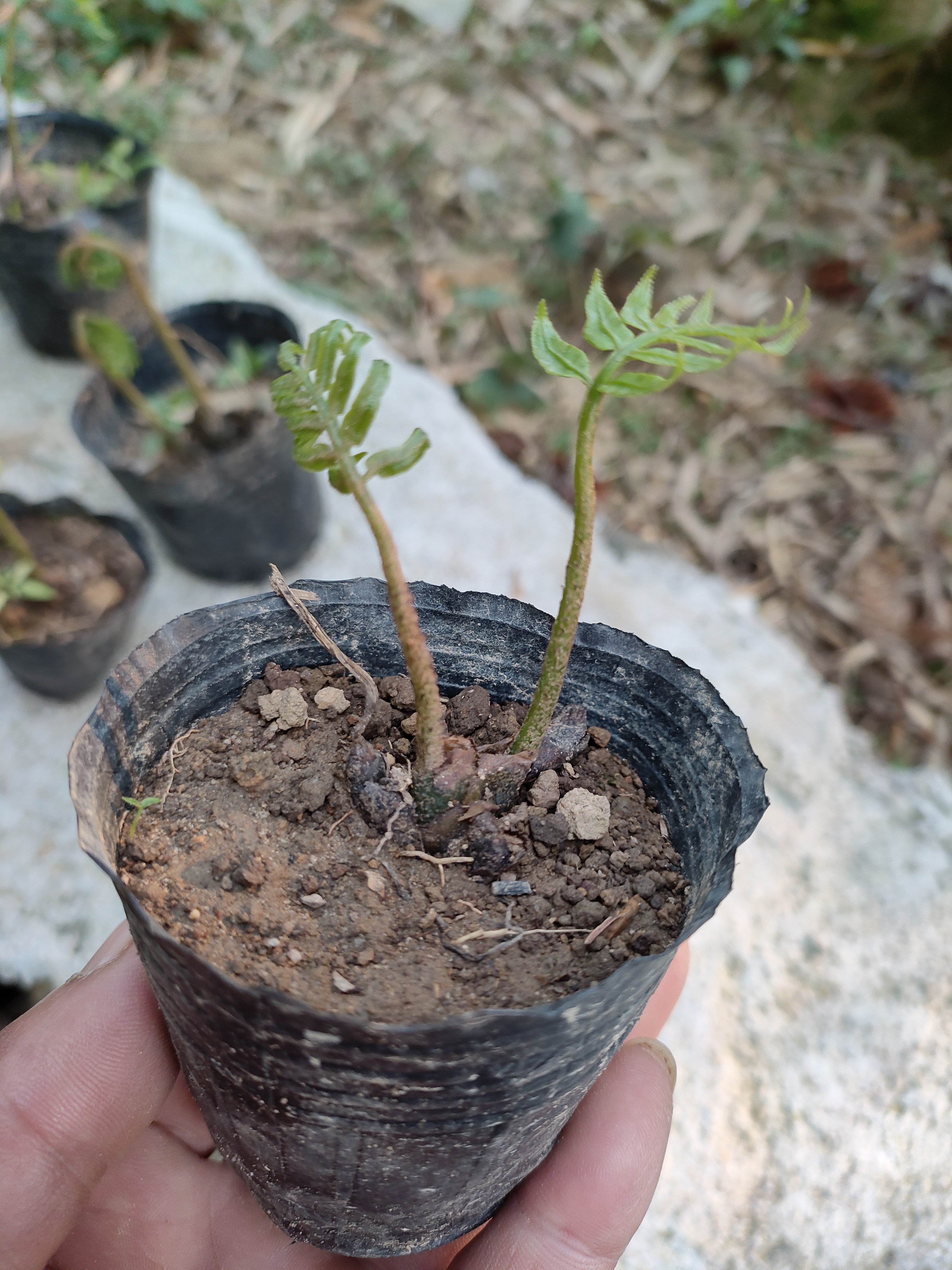 人工培育精品绿植