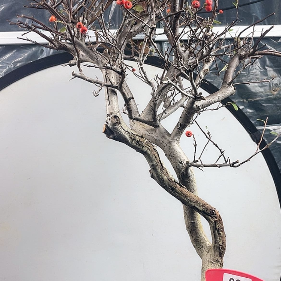 【闪购商品】无花朵021