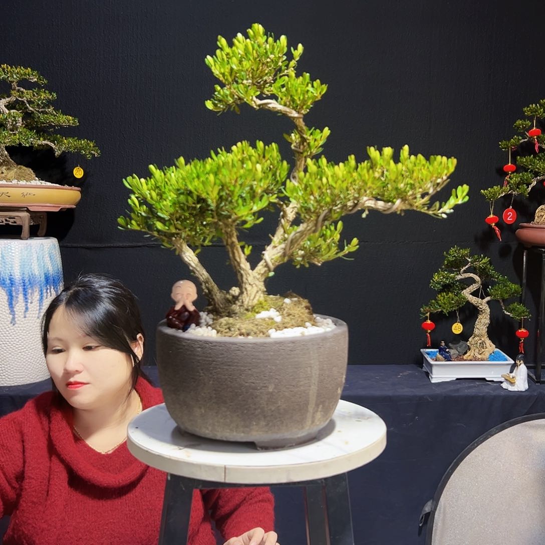 广东黄杨木盆景广东皱皮黄杨木