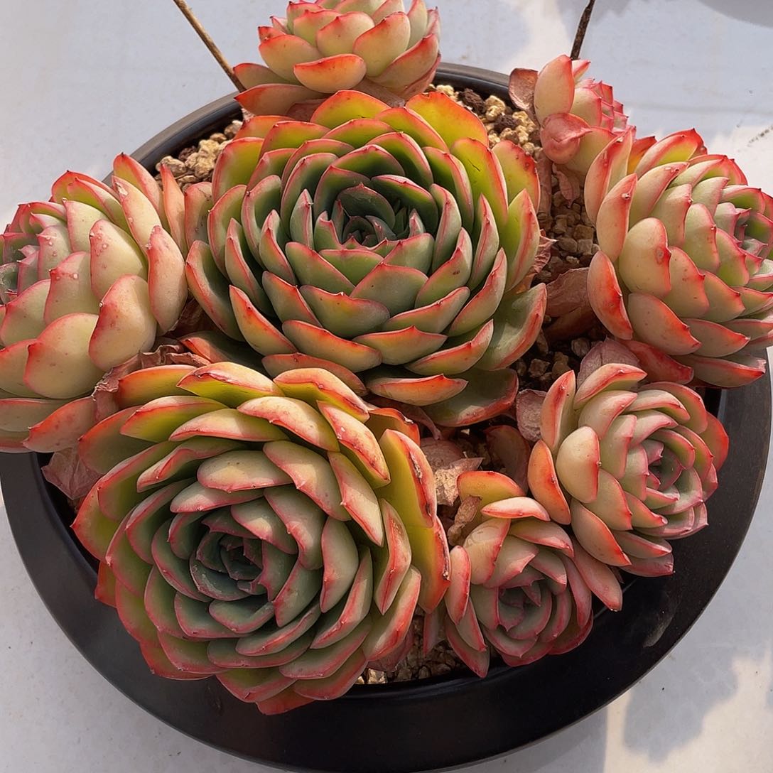 晨露有砍多肉多肉多肉