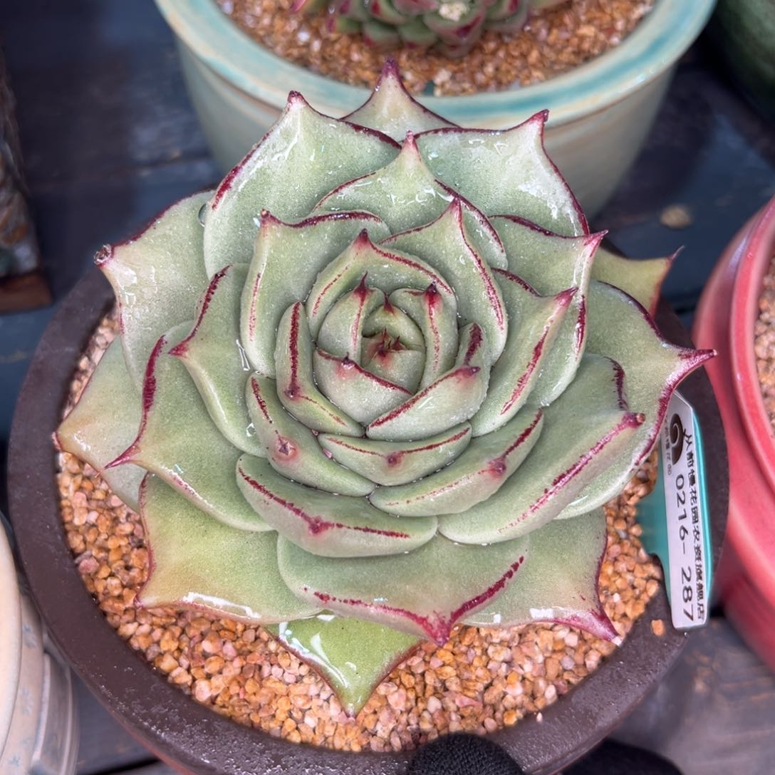 多肉一物一拍0216-287