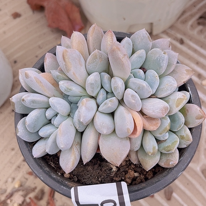 菩提子多肉植物0550