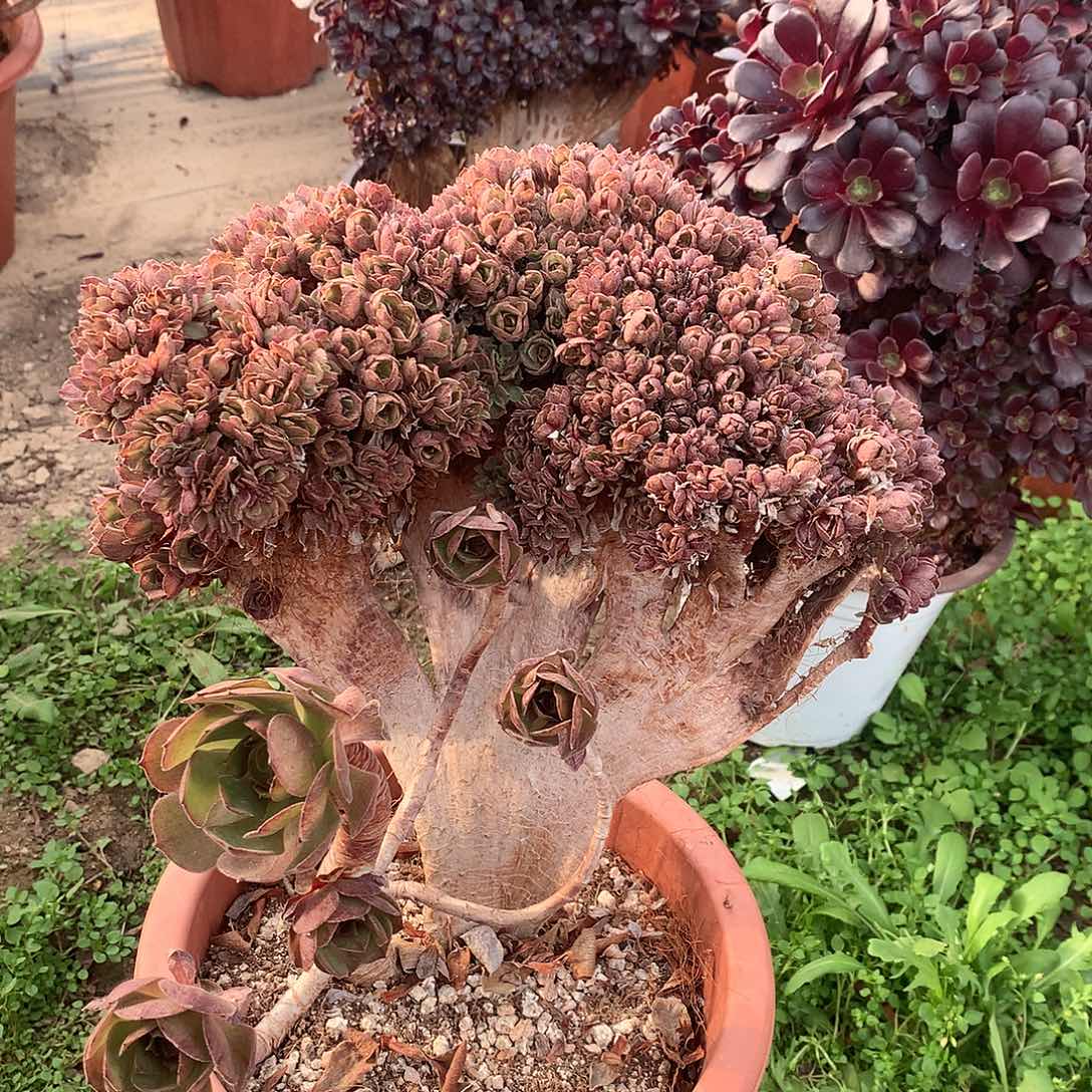 247万圣节朵朵缀化的